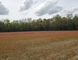 Bentonville Battlefield