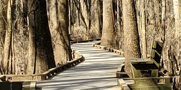 Congaree National Park Boardwalk