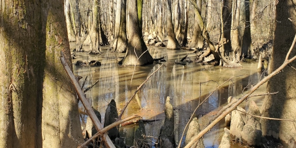 Swamp in Congaree National Park