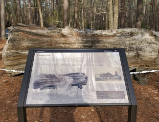 Wayside at Congaree National Park