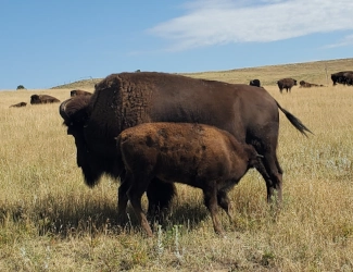Custer State Park Bison Mom and Calf