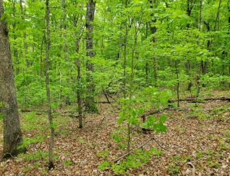 Payne's Farm Woods