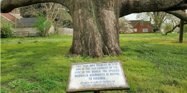 Trunk and Sign of Cucumber Magnolia Tree