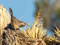 Birdwatching at Avi Kwa Ame National Monument