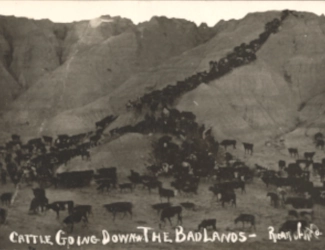 Cattle Ranching