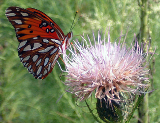 Butterfly at Chattahoochee River NRA