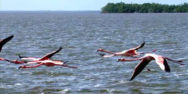 Flamingos at Everglades National Park