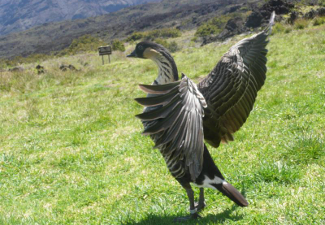 Wildlife at Haleakala National Park