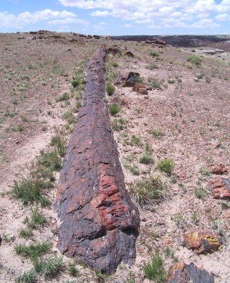 Long Logs at Petrified Forest National Park