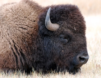 Bison at Wind Cave National Park