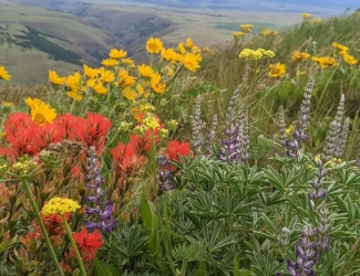 Columbia Hills Historical State Park