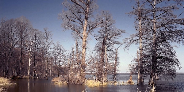 Reelfoot Lake