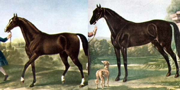 Thoroughbred Darley Arabian