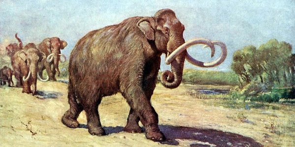 Waco Mammoth NM