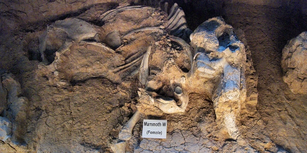Female Columbian Mammoth
